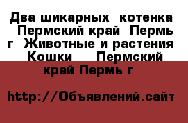Два шикарных  котенка - Пермский край, Пермь г. Животные и растения » Кошки   . Пермский край,Пермь г.
